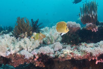Spot-Banded Butterflyfish