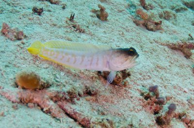 Yellowbarred Jawfish