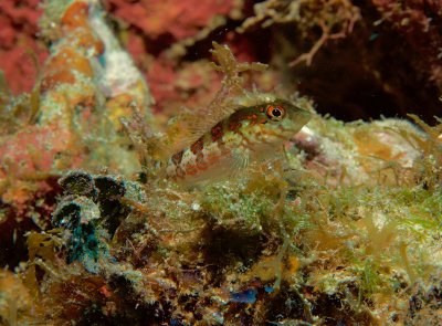 Saddled Blenny