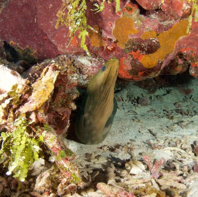 Green Moray