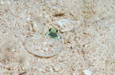 Jawfish with Eggs