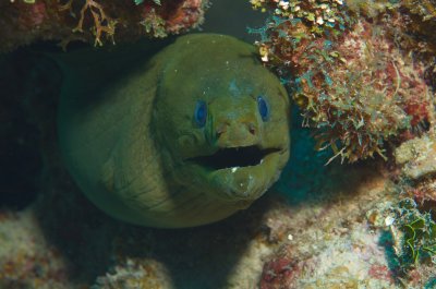 Green Moray.jpg