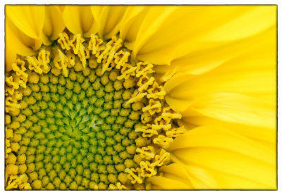 Sunflower - DSC_0792.jpg
