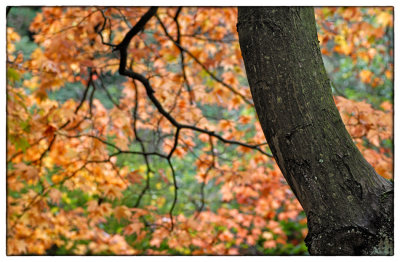 Autumn Colour - DSC_1552.jpg