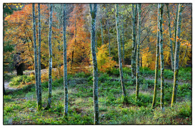 Autumn Wood - DSC_2007.jpg