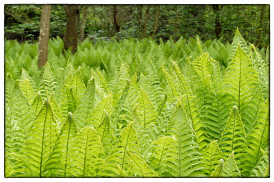 Woodland Fern - DSC_3491.jpg