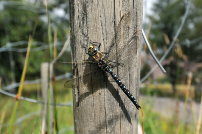 Damselfies and Dragonflies