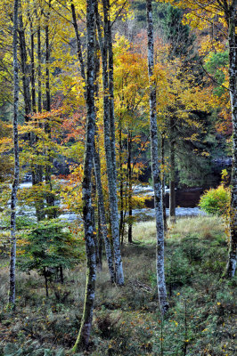 The River Tay, Dunkeld - DWB_0620.jpg