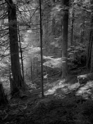 In the Grove of the Patriarchs, Mount Rainier National Park. in Infrared