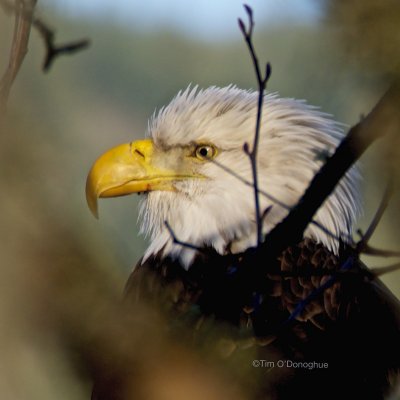 American Bald Eagles in the Pacific Northwest