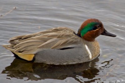 Male Green-Winged Teal 