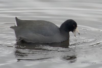 American Coot yelling at his reflection