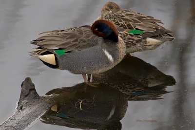 Napping Green-Winged Teal pair
