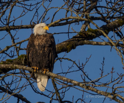 American Bald Eagles in the Pacific Northwest
