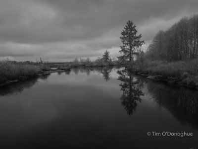 Union Slough, looking N