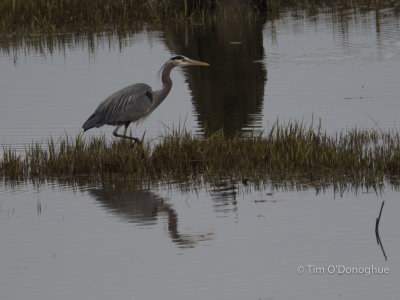 Another Great Blue Heron