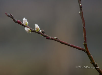 Early Buds