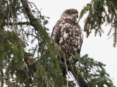 Spencer Island, WA