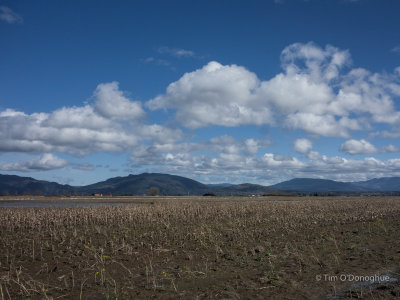 Samish Flats, WA