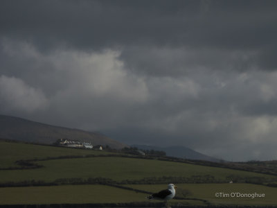Giant Seagull Lands in Co. Kerry
