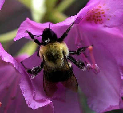 Bumblebee on Rhododendron