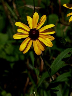 Blackeyed Susan