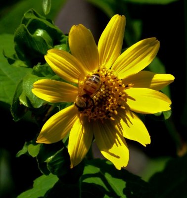 Honey bee on a wild flower