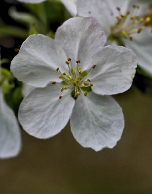 Apple blossum