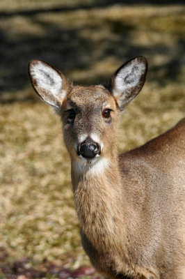 Deer in Blackwater Falls St. Park