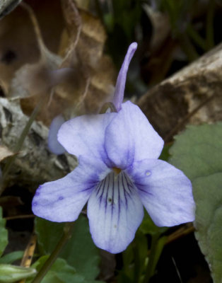 Long Spurred Violet