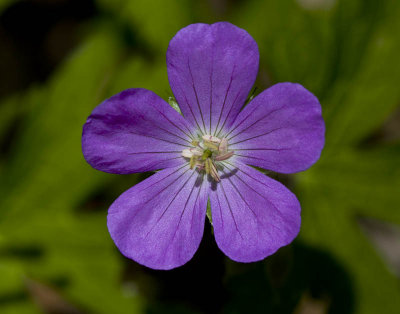 Wild Geranium