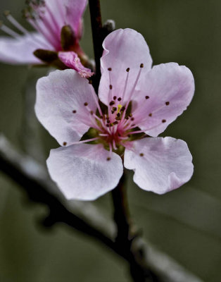 Peach Blossum