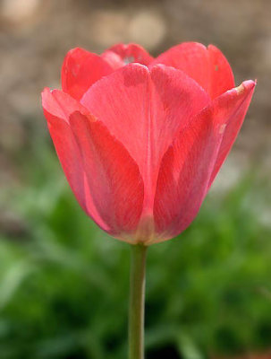 Dot's Tulip