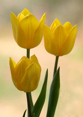 Bettys Tulips