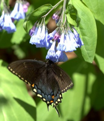 Bluebells with a black butterfly