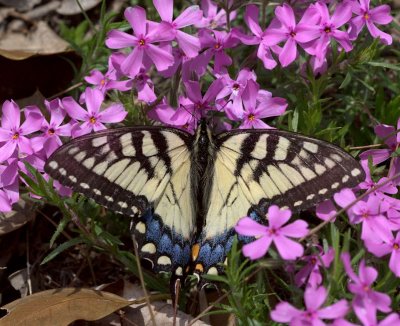 Butterfly on Creeping Phlox
