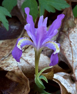 Crested Iris