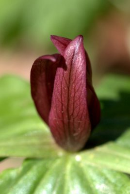 Toadshade Trillium bloom