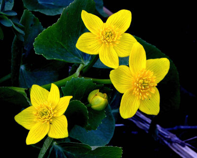 Marsh Marigold