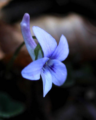 Long Spurred Violet