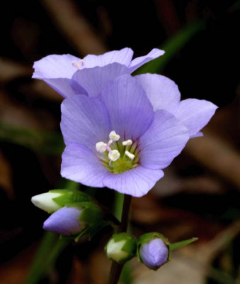 Jacob's Ladder