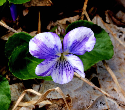 Striped Violet