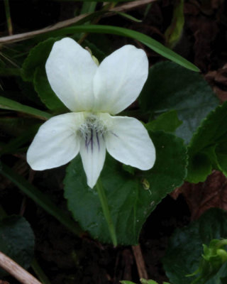 Sweet White Violet