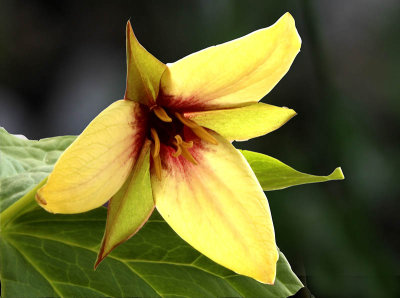 Green Ill-scented Trillium