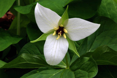 White Ill-scented Trillium