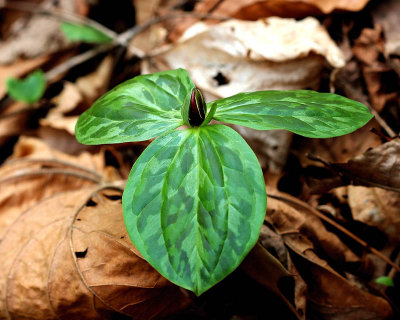 Toad Shade Trillium