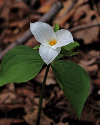 Large White Trillim