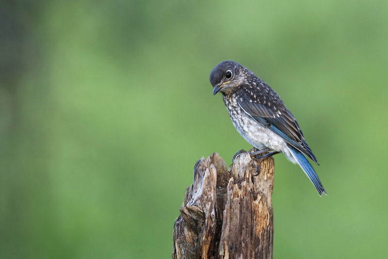 Eastern Bluebird Fledgling