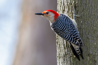 Red Bellied Woodpecker