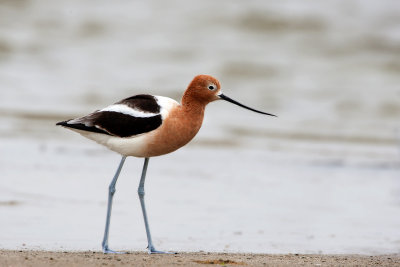  American Avocet36.jpg